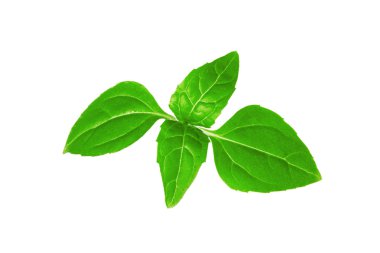 Taze nane yaprakları