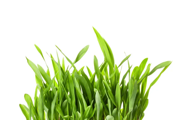 Erba verde primavera fresca — Foto Stock