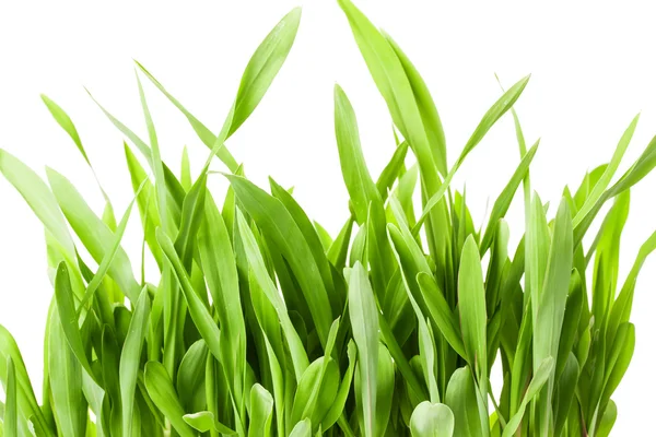 Весенний зеленый грасс — стоковое фото