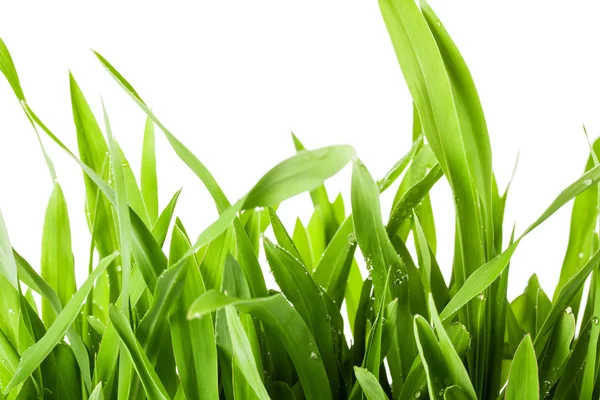 Frisches frühlingsgrünes Gras — Stockfoto