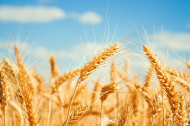 Gold wheat field clipart