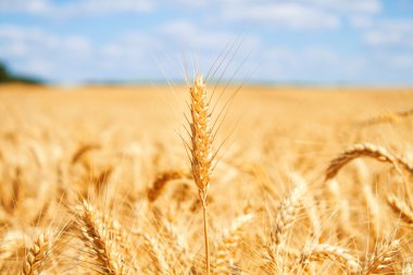 altın buğday alanı