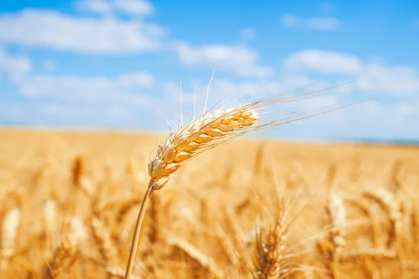 Gold wheat field — Stock Photo, Image