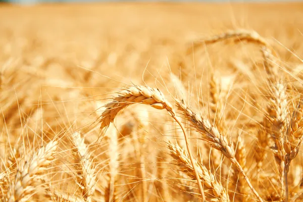 Wheat field — Stock Photo, Image