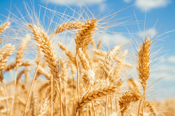 Gold wheat field