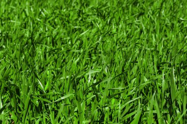 Yeşil Çimen Arkaplanı