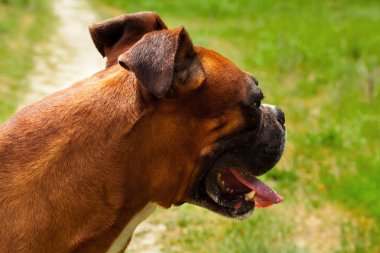 Boksör Köpek