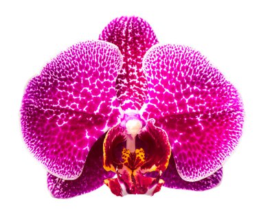 Mor orkide çiçeği.