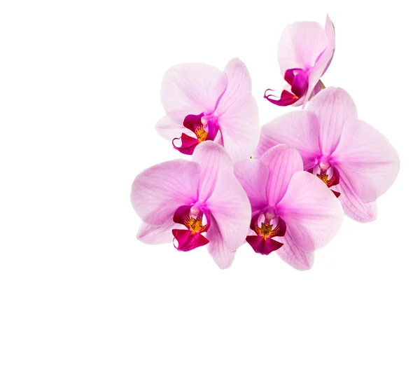 Pink orchid flowers — Stock Photo, Image