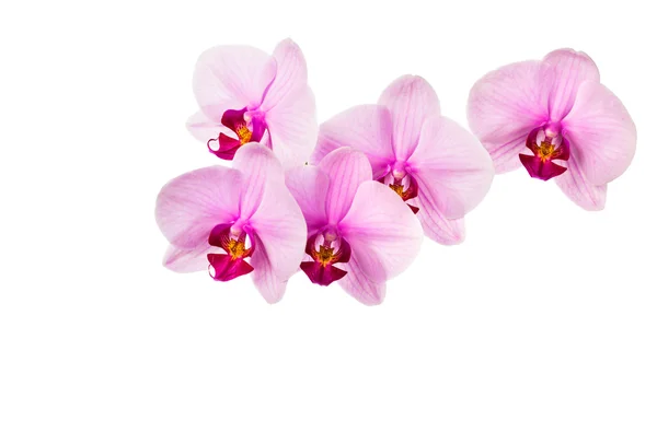 Pink orchid flowers — Stock Photo, Image