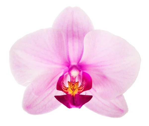 Pink orchid flower — Stock Photo, Image