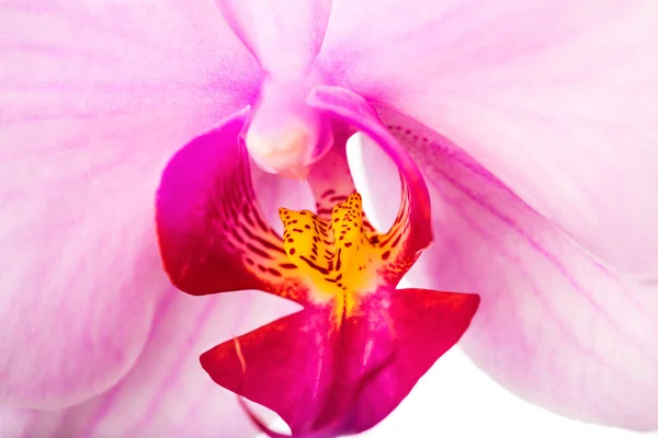 Orchid background — Stock Photo, Image