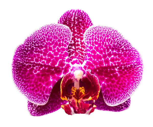 Purple orchid flower — Stock Photo, Image