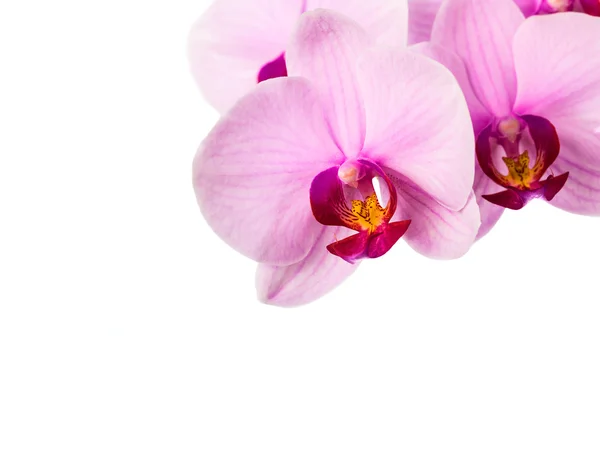 Pink orchid background — Stock Photo, Image