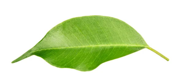 Hoja verde — Foto de Stock