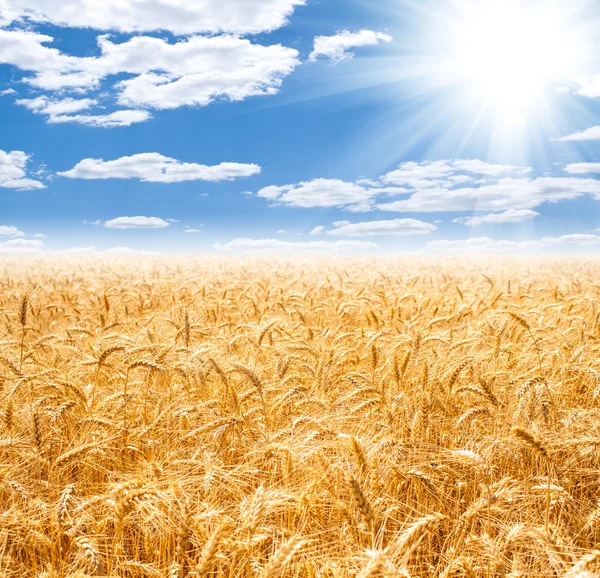 Gold wheat field and blue sky — Stock Photo, Image