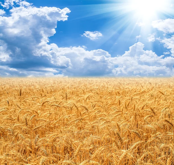 Χρυσός αγρός και γαλανός ουρανός — Φωτογραφία Αρχείου