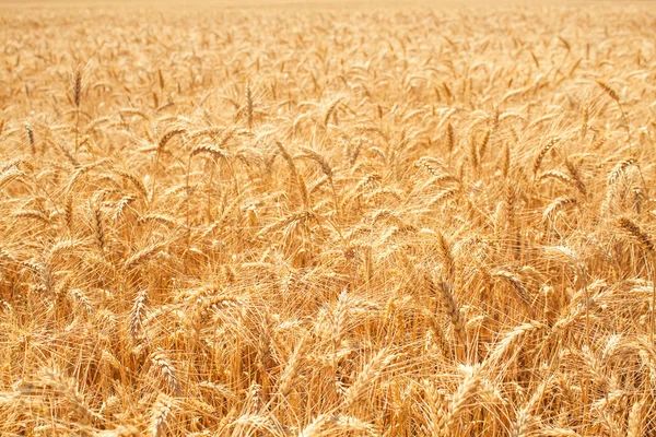 Textura del campo de trigo — Foto de Stock