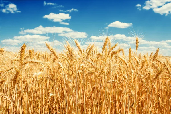 Wheat and sky — Stock Photo, Image