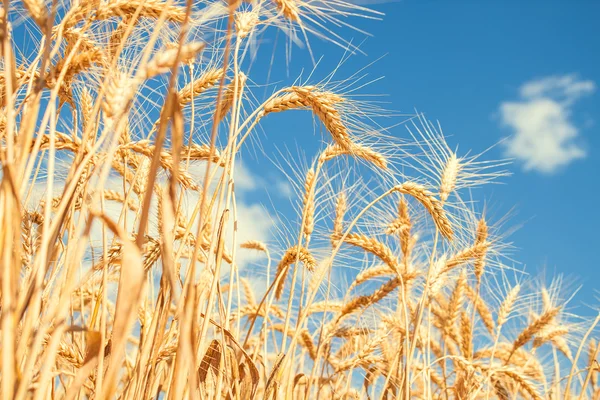 Weizen und Himmel — Stockfoto