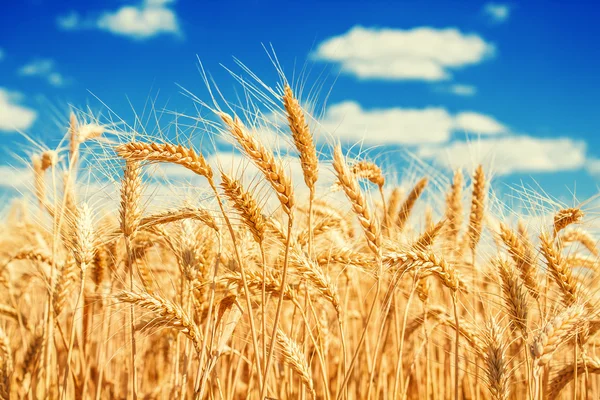 Campo de trigo y cielo azul — Foto de Stock