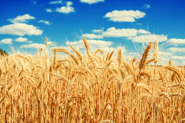 Pšenice a obloha — Stock fotografie