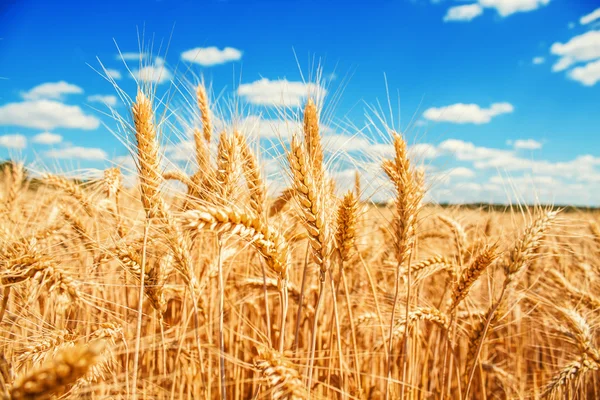 Vetefält och blå himmel — Stockfoto