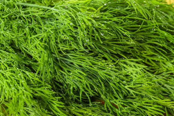 Fennel With Water Drops — Stock Photo, Image