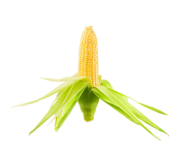 Ear of corn — Stock Photo, Image