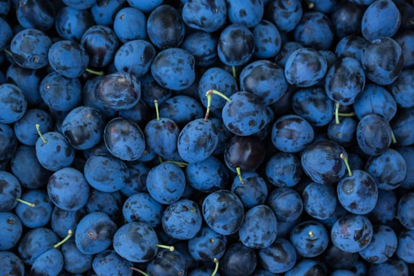 Blue Plums Background — Stock Photo, Image