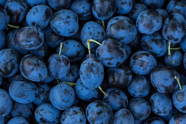 Blue Plums Background — Stock Photo, Image