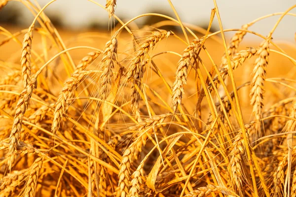 Campo di grano — Foto Stock