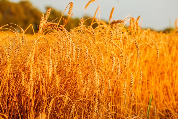 Campo de trigo — Foto de Stock