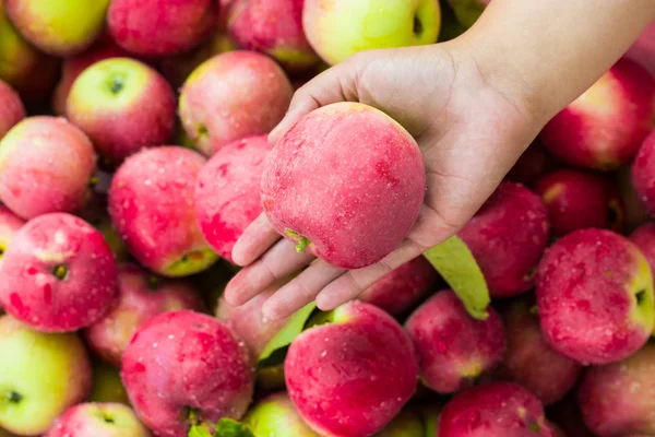 Rött äpple i kvinnlig hand — Stockfoto