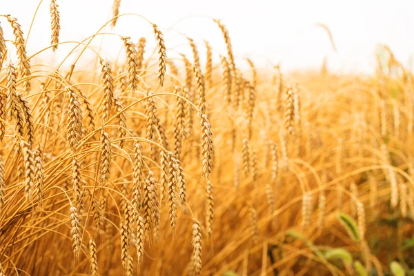 Campo de trigo dorado — Foto de Stock