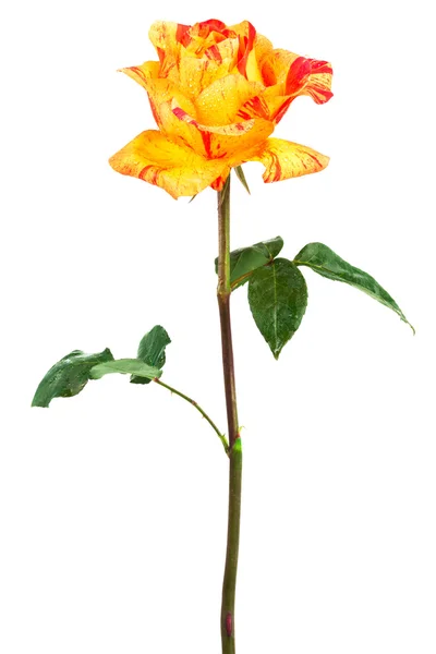 Róż pomarańczowy — Zdjęcie stockowe