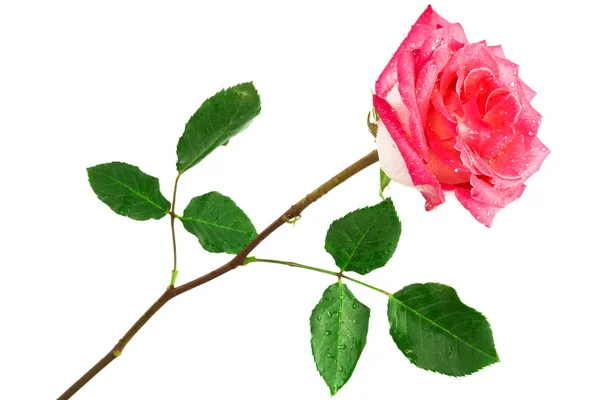 Einzelne rosa Rose — Stockfoto