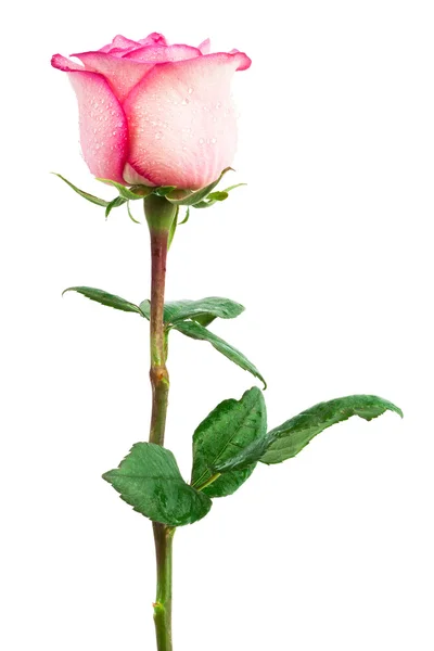 Freshness pink rose — Stock Photo, Image