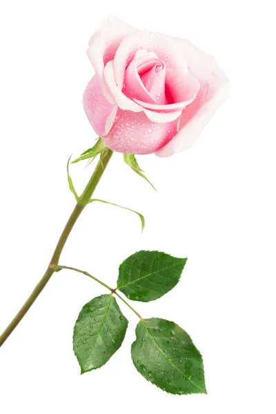 Schöne rosa Rose — Stockfoto