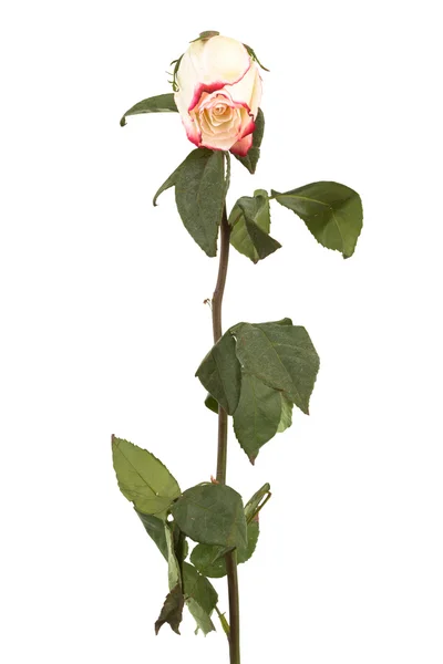 Jednej róży — Zdjęcie stockowe