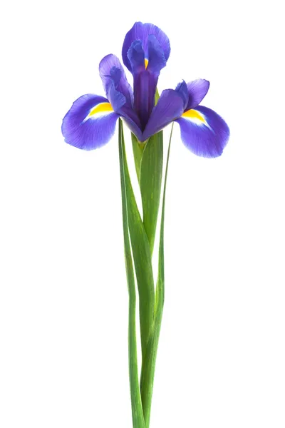Свіжість фіолетовий Ірис — стокове фото