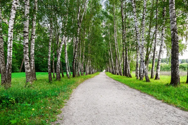 Cesta v březový les — Stock fotografie