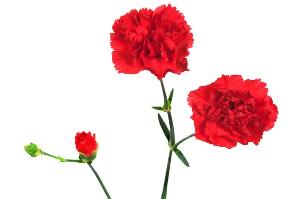 红色康乃馨和芽 — 图库照片
