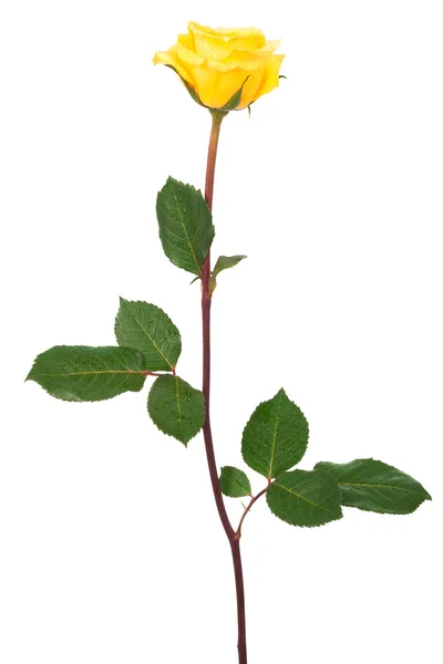 Schönheit gelbe Rosen — Stockfoto