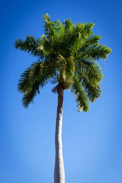 Vackra palm tree — Stockfoto