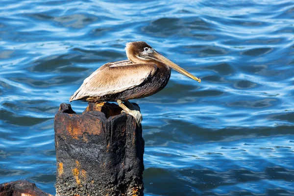 Pelicano em uma pilha enferrujada — Fotografia de Stock