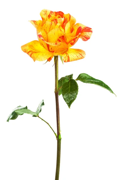 Mawar oranye segar — Stok Foto