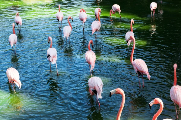 Um bando de flamingos — Fotografia de Stock
