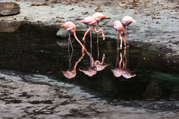 Eine Herde Flamingos — Stockfoto