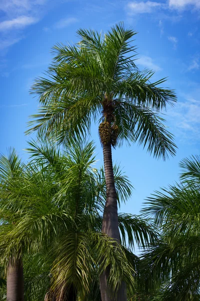 Palmen — Stockfoto